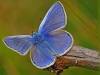 Common Blue