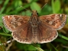 Dingy Skipper