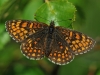 Heath Fritillary