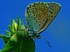 Large Blue