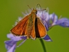 Lulworth Skipper