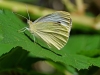 Small White