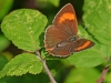 Brown Hairstreak