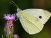 Large White