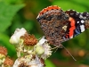 Red Admiral