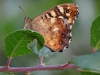 Speckled Wood