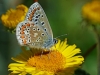 Common Blue