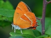 Brown Hairstreak