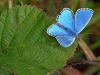 Adonis Blue