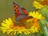 Small Copper