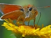 Small Skipper