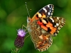 Painted Lady