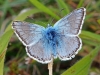 Chalk Hill Blue