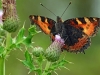 Small Tortoishell