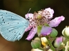 Holly Blue