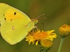 Clouded Yellow