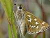 Silver Spotted Skipper