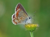 Brown Argus