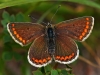 Brown Argus