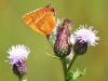 Brown Hairstreak