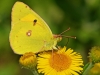 Clouded Yellow