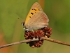 Small Copper