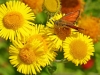 Small Skipper