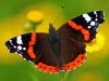 Red Admiral