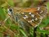 Silver Spotted Skipper