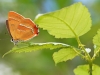 Brown Hairstreak