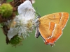 Brown Hairstreak