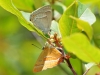 Purple & Brown Hairstreak