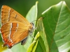 Brown Hairstreak