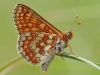 Marsh Fritillary