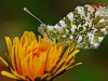 Orange Tip