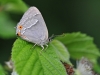 Purple hairstreak