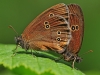Ringlets