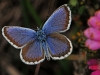 Silver Studded Blue