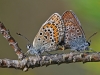 Silver Studded Blues