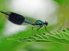 Banded Demoiselle