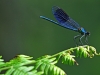 Banded Demoiselle