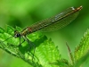 Beautiful Demoiselle
