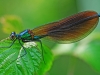 Beautiful Demoiselle