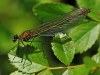 Beautiful Demoiselle