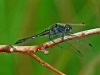 Black Darter