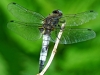 Black Tailed Skimmer