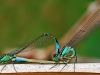 Blue Tailed Damselflies