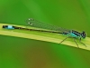 Blue Tailed Damselfly