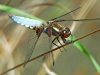 Broad Bodied Chaser