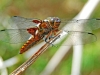 Broad Bodied Chaser